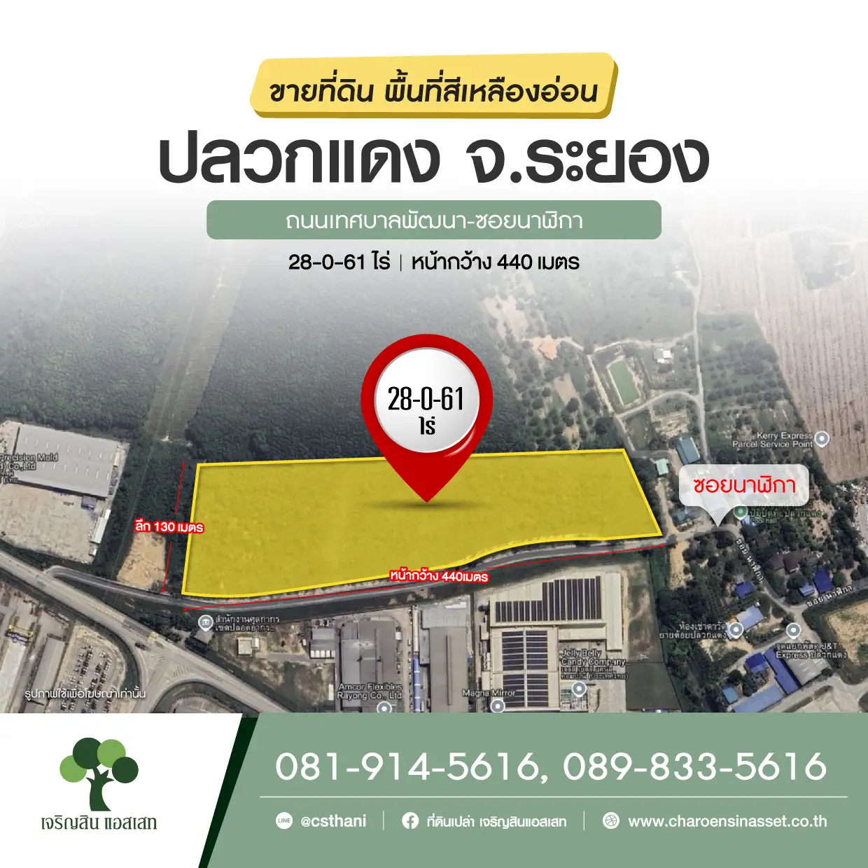 ปลวกแดง